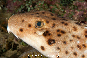epaulette shark_Hemiscyllium ocellatum by Mathieu Foulquié 